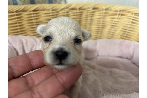 販売中の岡山県のミックス犬-388048の3枚目