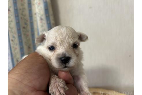 販売中の岡山県のミックス犬-388048の2枚目