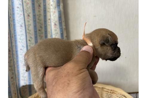 販売中の岡山県のミックス犬-388049の4枚目