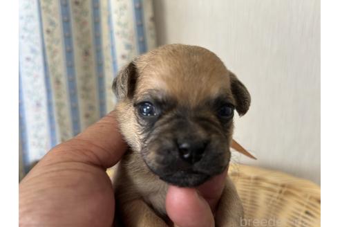 販売中の岡山県のミックス犬-388049の3枚目