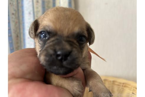 販売中の岡山県のミックス犬-388049の2枚目