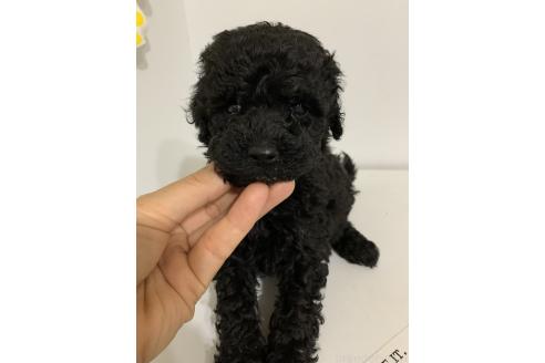 販売中の千葉県のミディアムプードル-388046の7枚目