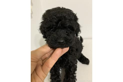 販売中の千葉県のミディアムプードル-388046の5枚目