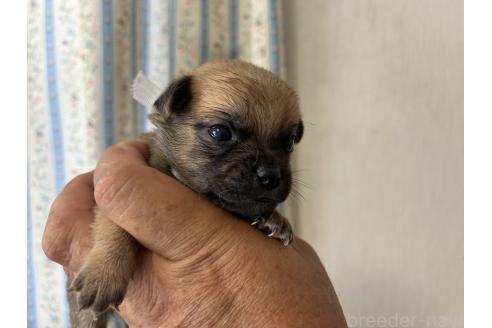 販売中の岡山県のミックス犬-388050の4枚目