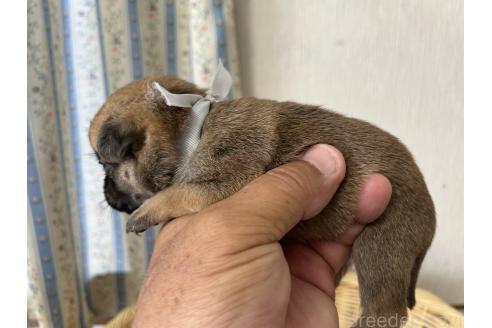 販売中の岡山県のミックス犬-388050の3枚目