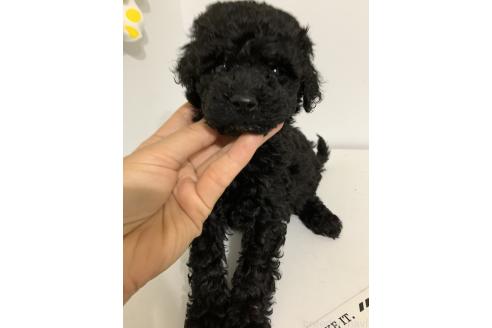 販売中の千葉県のミディアムプードル-388046の2枚目