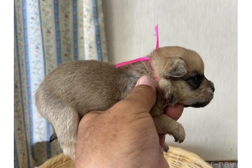 販売中の岡山県のミックス犬-388051の4枚目