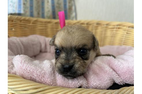 販売中の岡山県のミックス犬-388051の3枚目