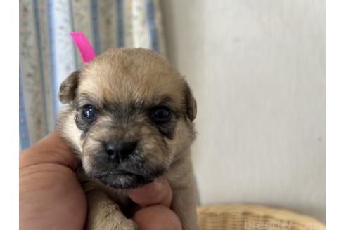販売中の岡山県のミックス犬-388051の2枚目