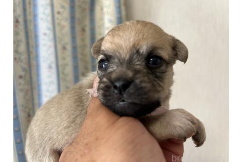 販売中の岡山県のミックス犬-388052の4枚目