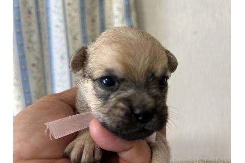 販売中の岡山県のミックス犬-388052の3枚目