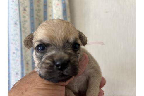 販売中の岡山県のミックス犬-388052の2枚目