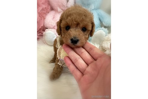 販売中の香川県のトイプードル-386297の4枚目