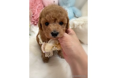 販売中の香川県のトイプードル-386297の5枚目