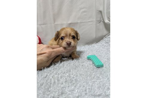 販売中の愛知県のチワックス:チワワ×ミニチュアダックスフンド-387968の1枚目