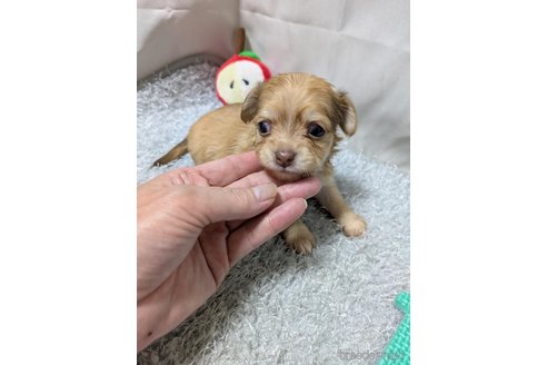 販売中の愛知県のチワックス:チワワ×ミニチュアダックスフンド-387968の4枚目