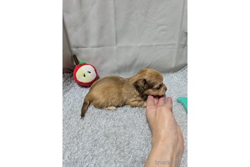 販売中の愛知県のチワックス:チワワ×ミニチュアダックスフンド-387968の3枚目