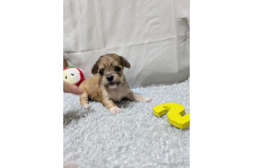 販売中の愛知県のチワックス:チワワ×ミニチュアダックスフンド-387970の1枚目