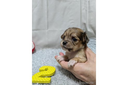 販売中の愛知県のチワックス:チワワ×ミニチュアダックスフンド-387970の6枚目