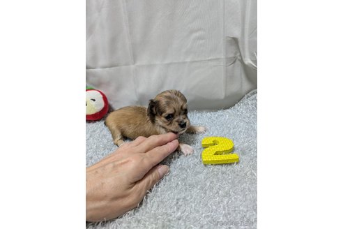 販売中の愛知県のチワックス:チワワ×ミニチュアダックスフンド-387970の5枚目