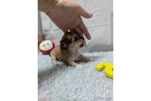 販売中の愛知県のチワックス:チワワ×ミニチュアダックスフンド-387970の4枚目