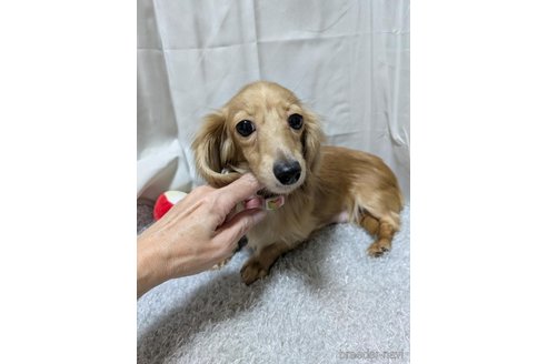 販売中の愛知県のチワックス:チワワ×ミニチュアダックスフンド-387970の2枚目