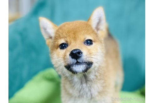 成約済の茨城県の豆柴-384720の3枚目
