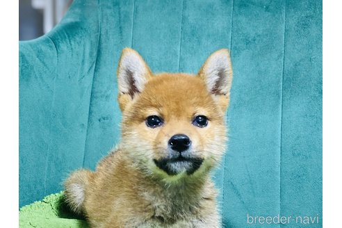 成約済の茨城県の豆柴-384720の2枚目