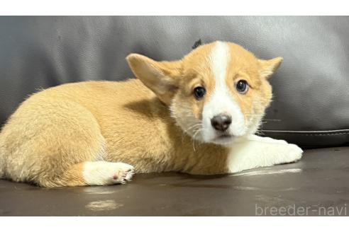 成約済の奈良県のウェルシュコーギーペンブローク-385880の2枚目