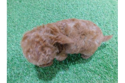 商談中の三重県のタイニープードル-387144の2枚目