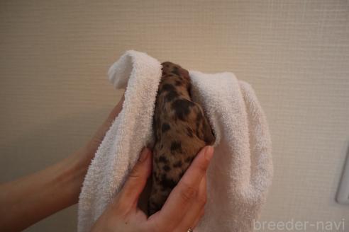 販売中の神奈川県のダップー:ミニチュアダックスフンド×トイプードル-388102の5枚目