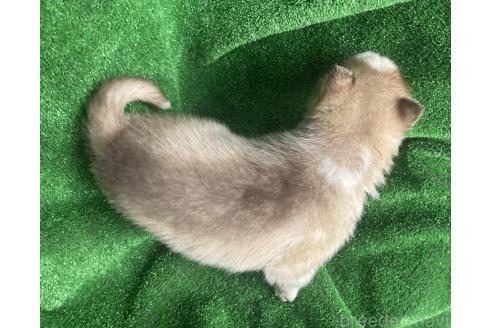 販売中の静岡県のシベリアンハスキー-388107の2枚目