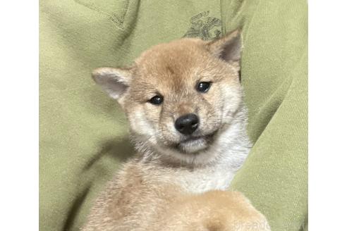販売中の埼玉県の豆柴-388108の1枚目