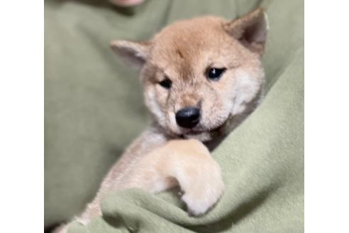 販売中の埼玉県の豆柴-388108の4枚目