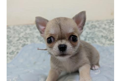 販売中の大分県のチワワ(ロングコート)-388117の5枚目