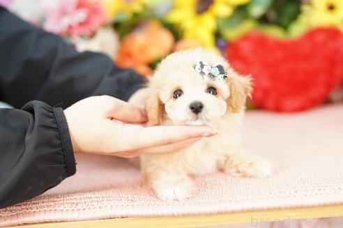 販売中の埼玉県のビションプー:ビションフリーゼ×トイプードル-388126の3枚目