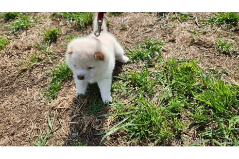 販売中の福岡県の豆柴-388127の2枚目