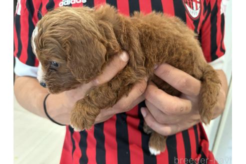 成約済の岡山県のキャバプー:キャバリア×トイプードル-386248の2枚目
