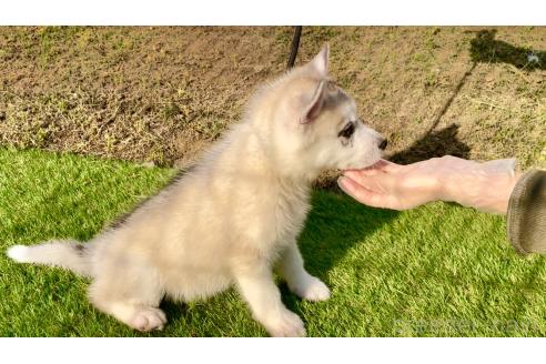販売中の茨城県のシベリアンハスキー-388133の3枚目