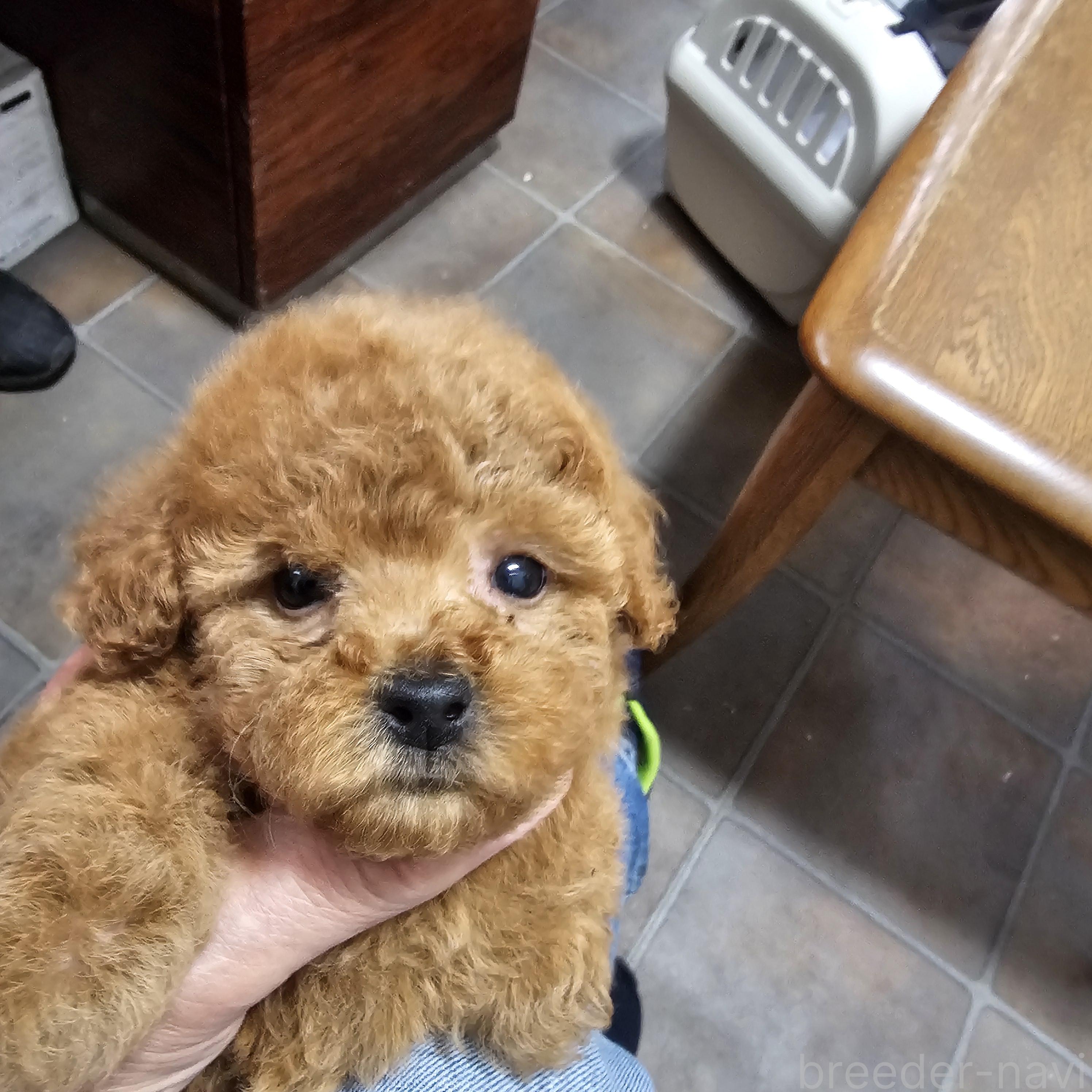 販売中の埼玉県のティーカッププードル-388135の8枚目