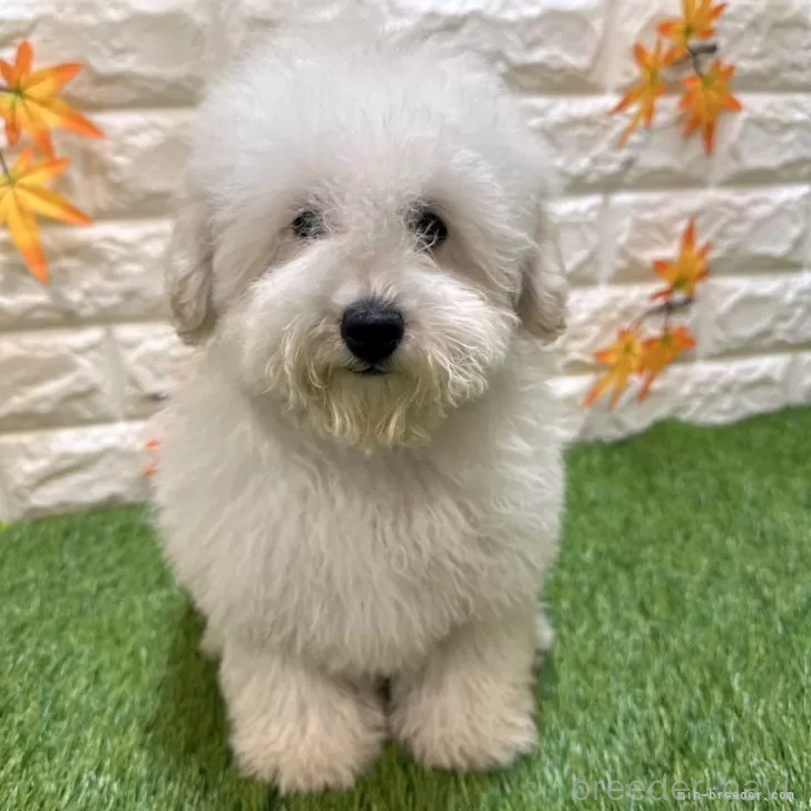 成約済の愛知県のトイプードル-376029の1枚目