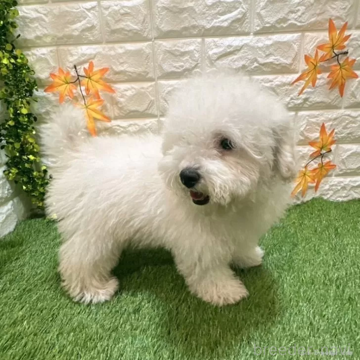 成約済の愛知県のトイプードル-376029の5枚目