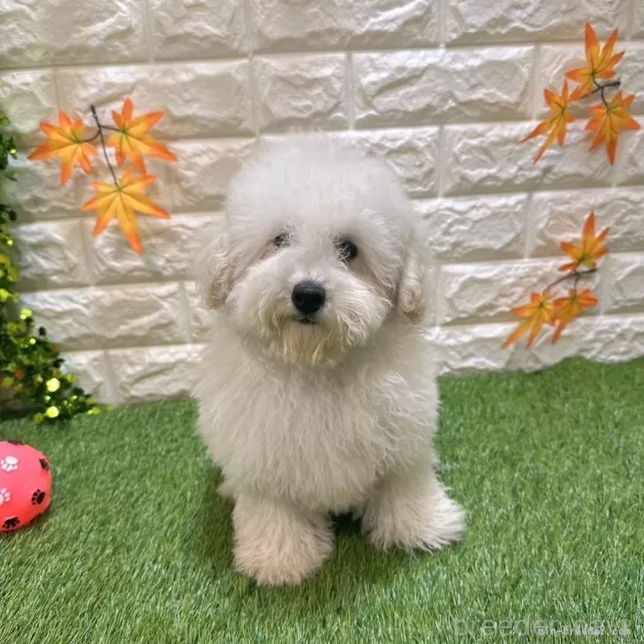 成約済の愛知県のトイプードル-376029の3枚目