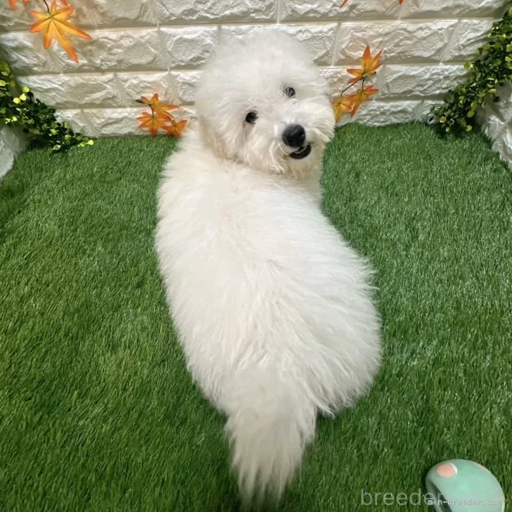 成約済の愛知県のトイプードル-376029の2枚目