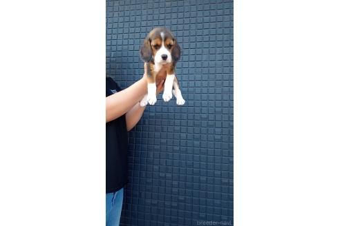 販売中の茨城県のビーグル-388138の5枚目