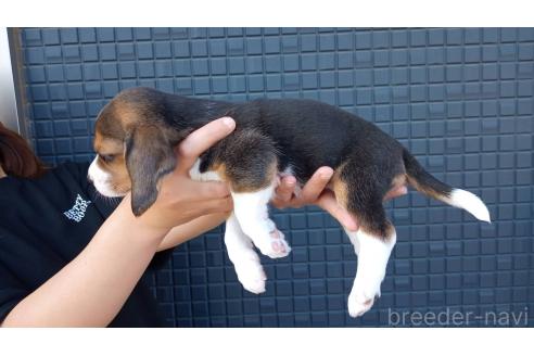 販売中の茨城県のビーグル-388138の4枚目