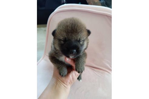 販売中の茨城県の柴犬-388141の5枚目