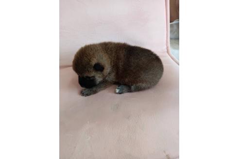販売中の茨城県の柴犬-388141の4枚目