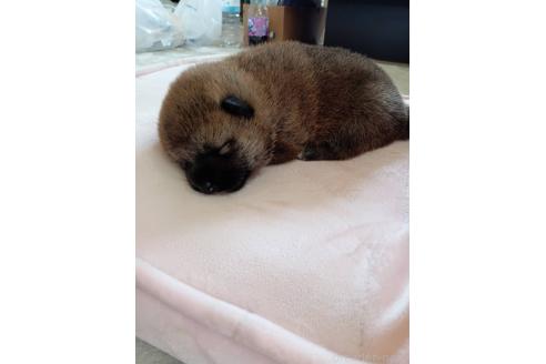 販売中の茨城県の柴犬-388141の2枚目