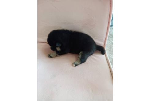 販売中の茨城県の柴犬-388142の3枚目